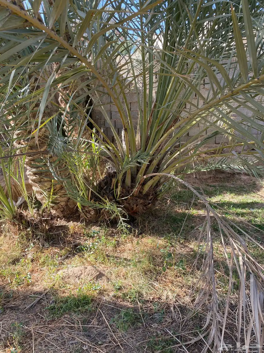 فراخة نخل 0
