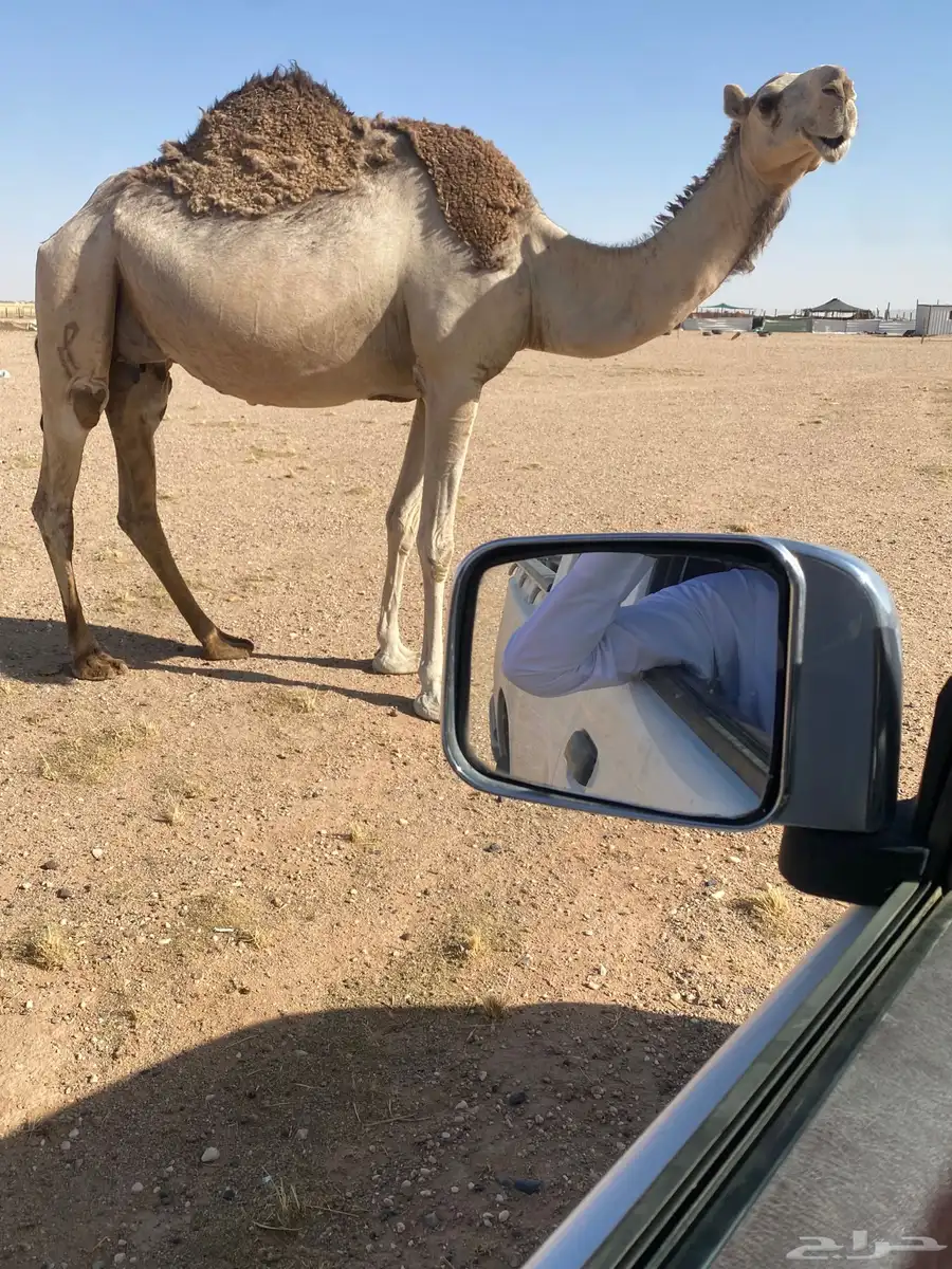 عشرا هديه 2