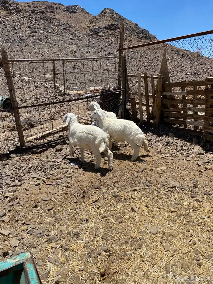 للبيع طليان 1