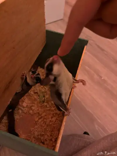 شوقر قلايدر sugar glider 2