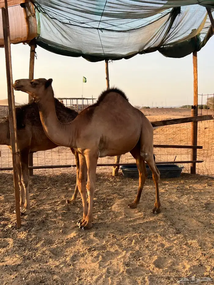 قعدان بلدي سواحل فل شحم 4