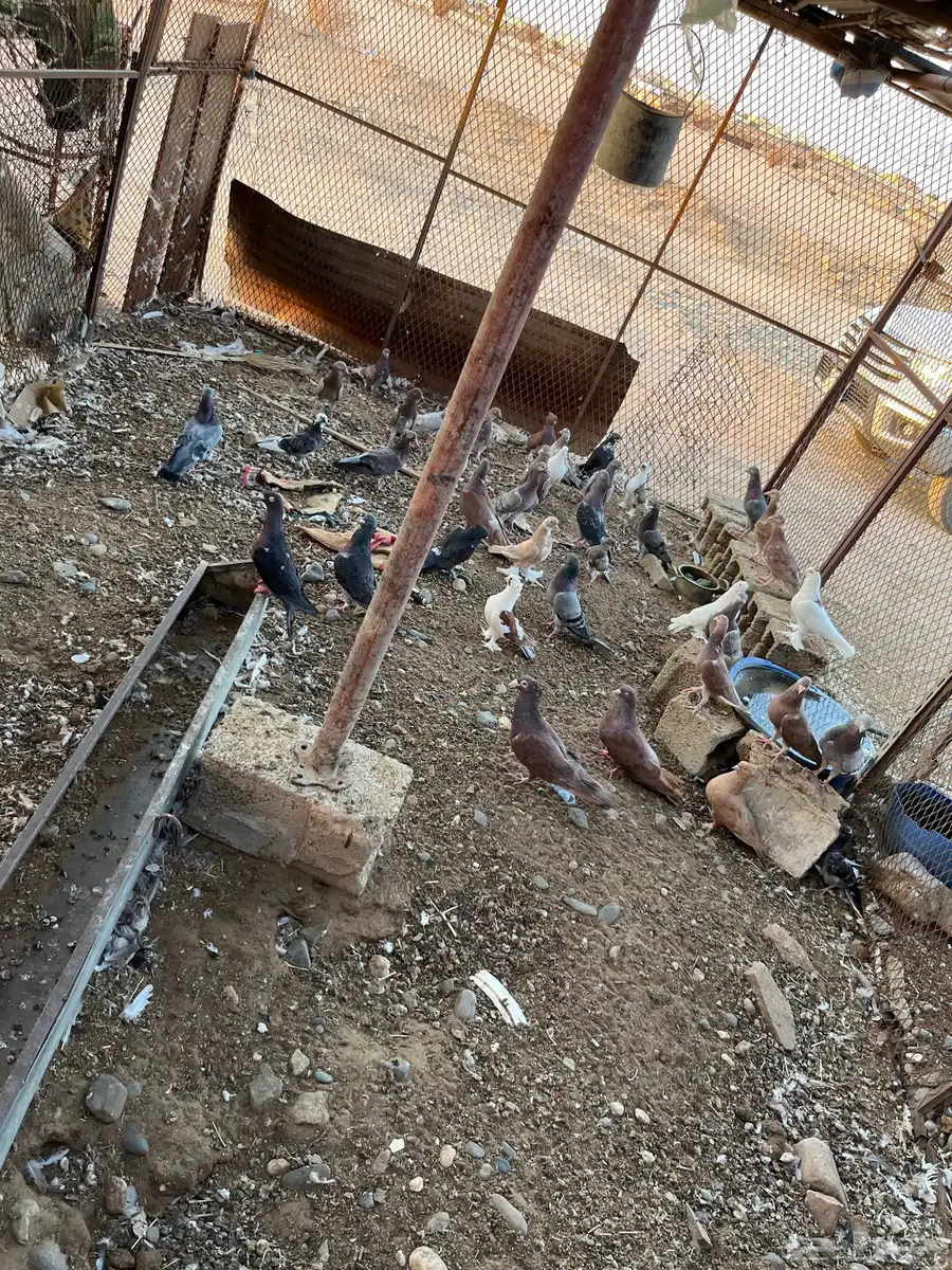 للبيع حمام 1