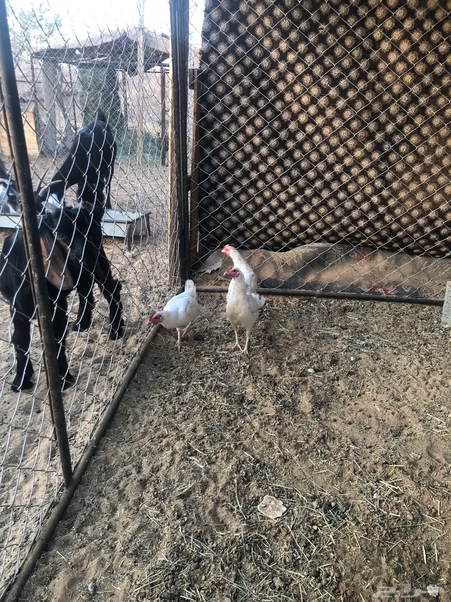 دجاج بلدي 3
