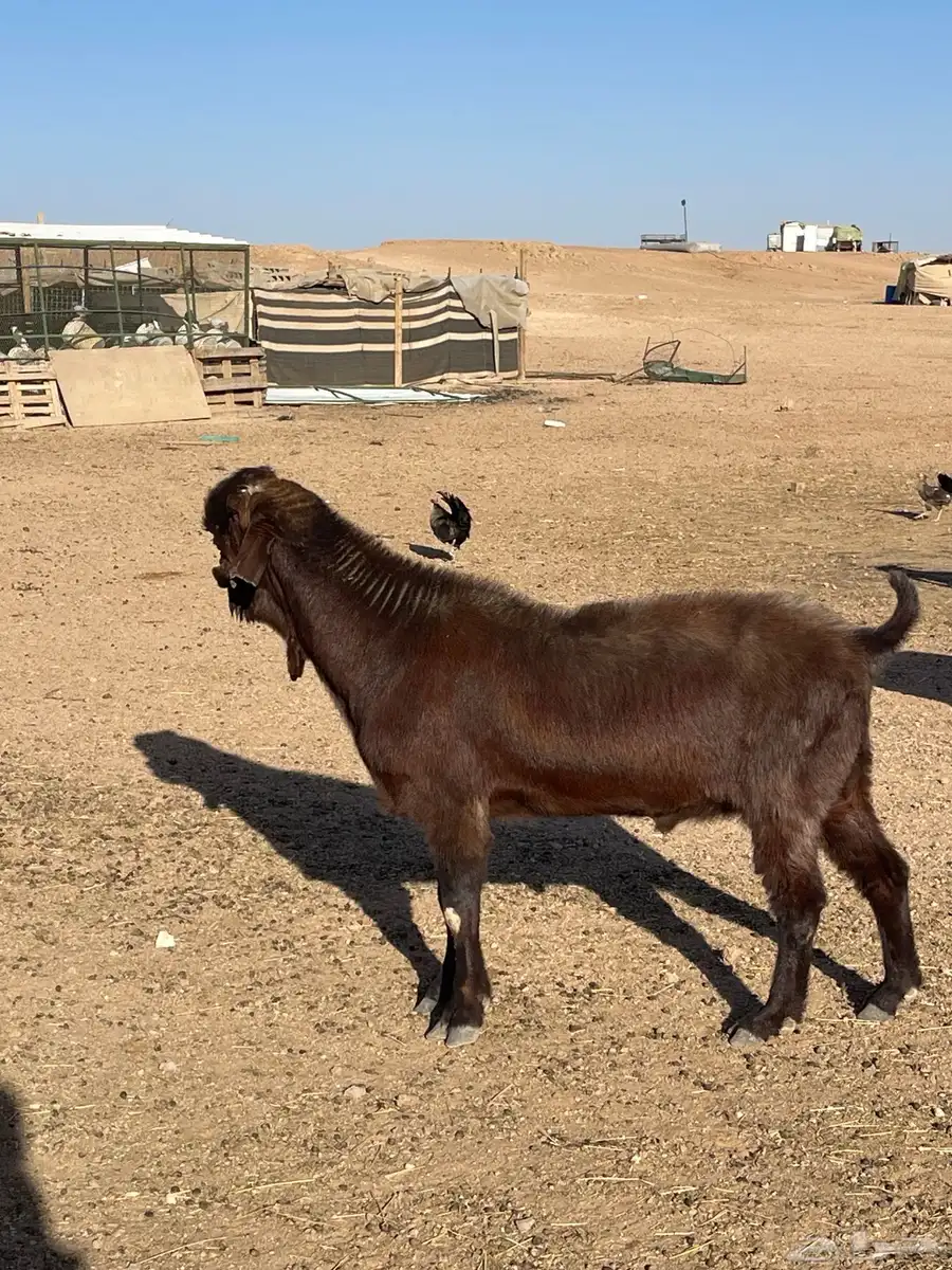 تيس شامي صنف 2