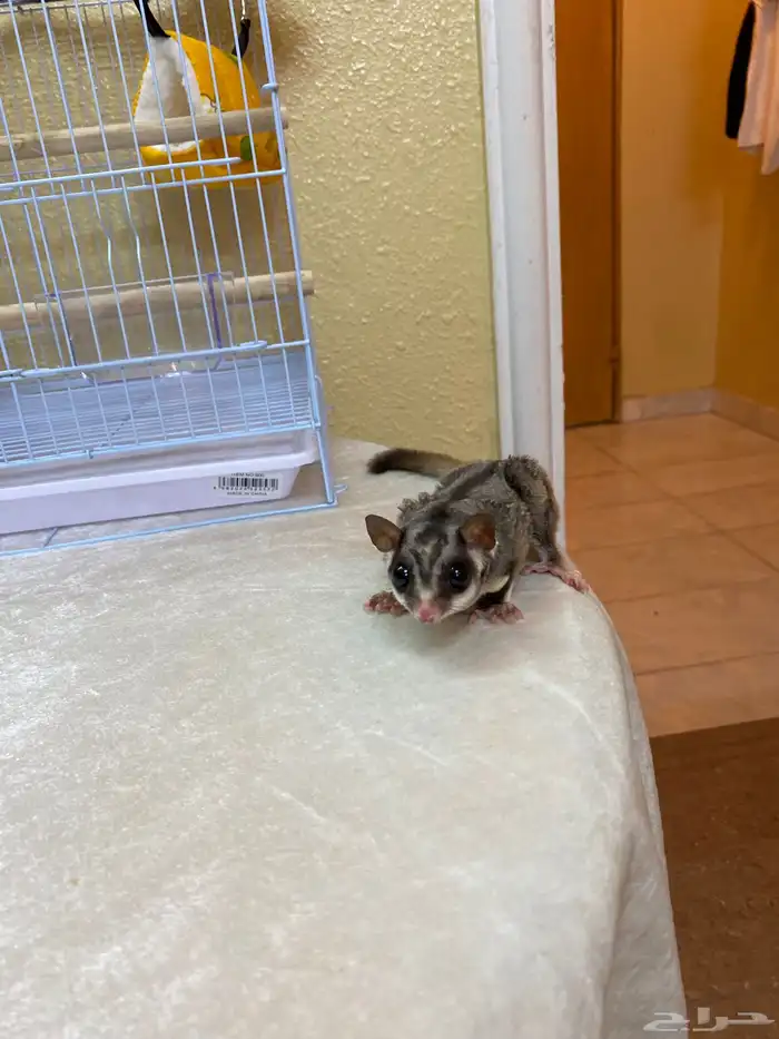 السناجب الطائر اليف 4