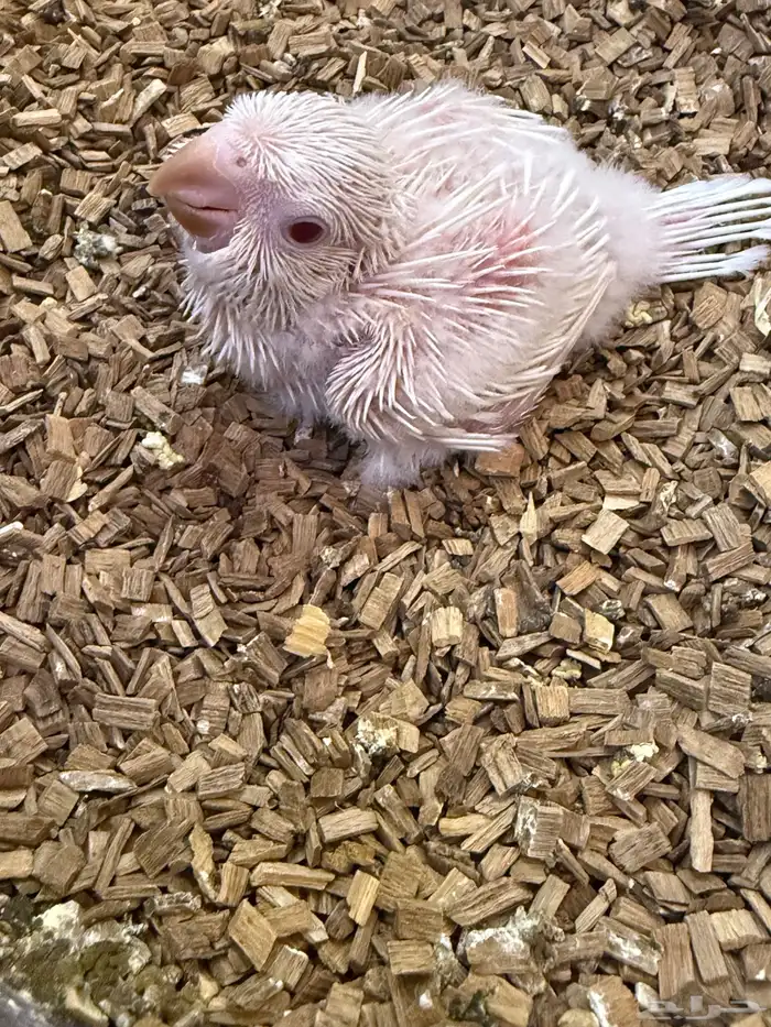 فرخ كويكر غر (( تم البيع بل حد المطلوب )) 2