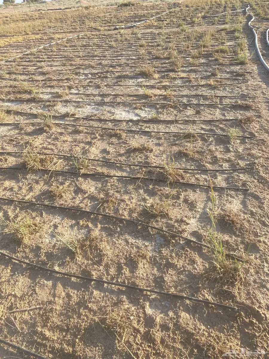 ليات تنقيط 0