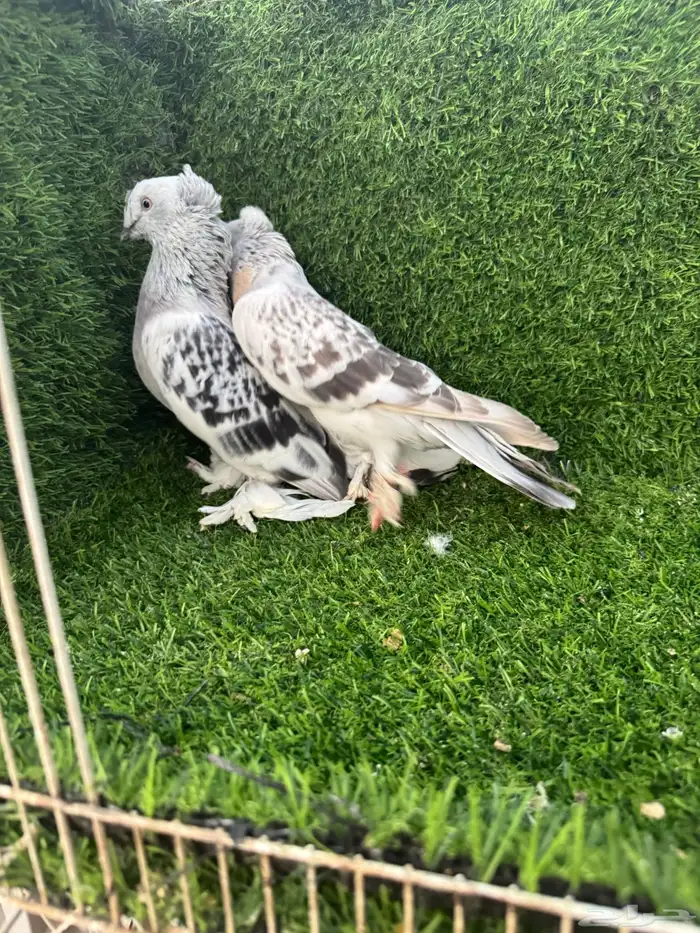 زوج تركي دبل كرست 8