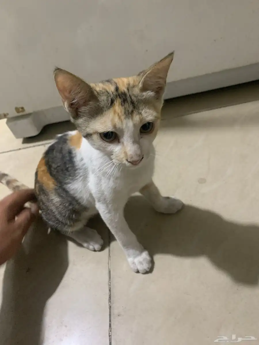 Beautiful female cat for sale (age   4 months) 0