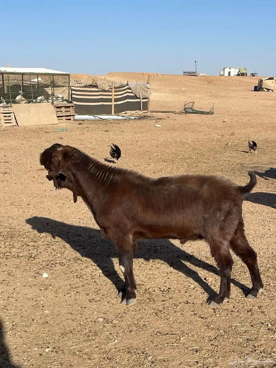 تيس شامي صنف 1