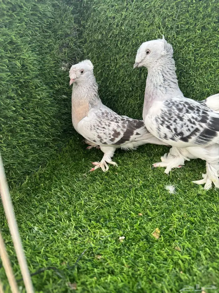 زوج تركي دبل كرست 1