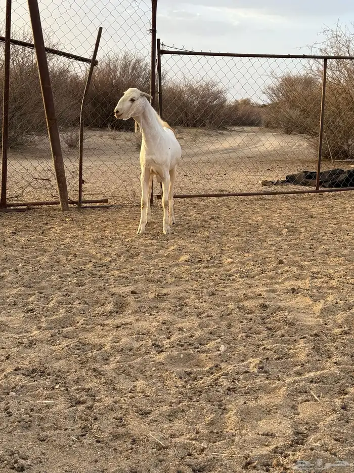 تيس بيشي مشروع فحل 2