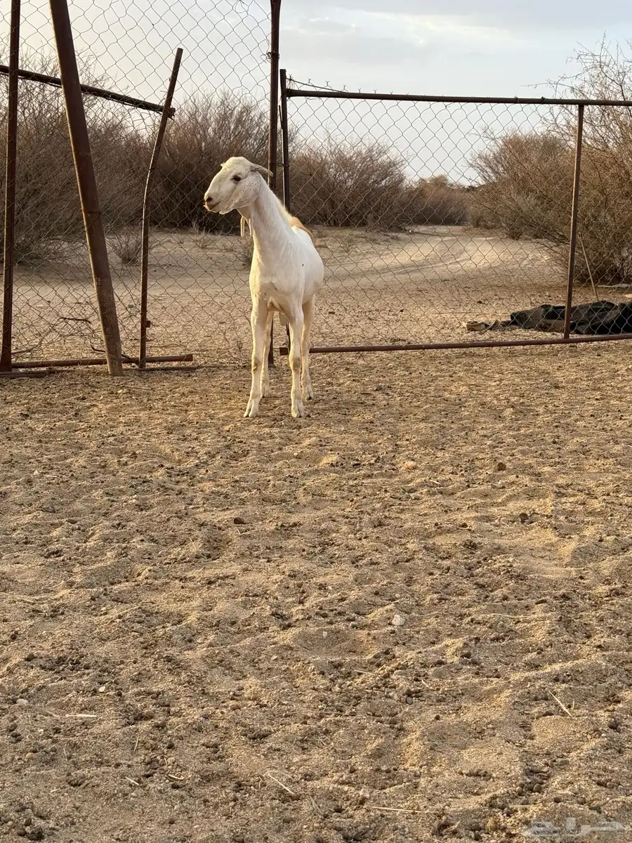 تيس بيشي مشروع فحل 2