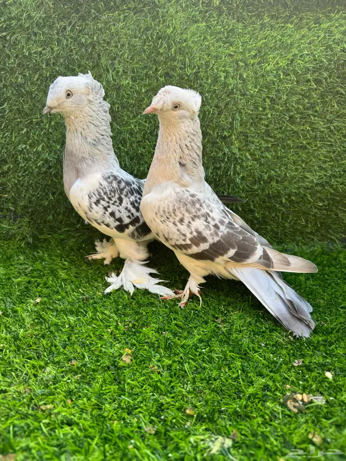 زوج تركي دبل كرست 10