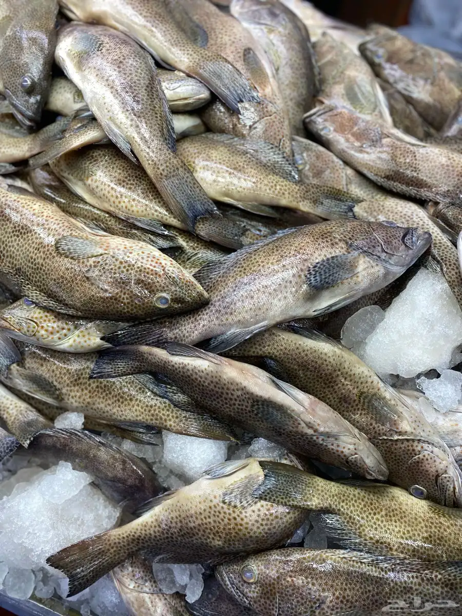 سمك هوامير 2