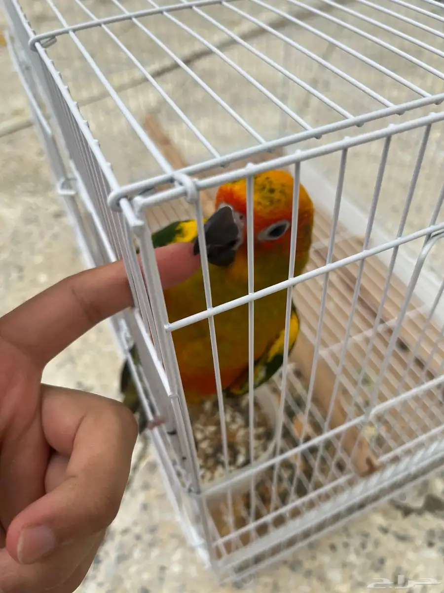صن كنيور 5