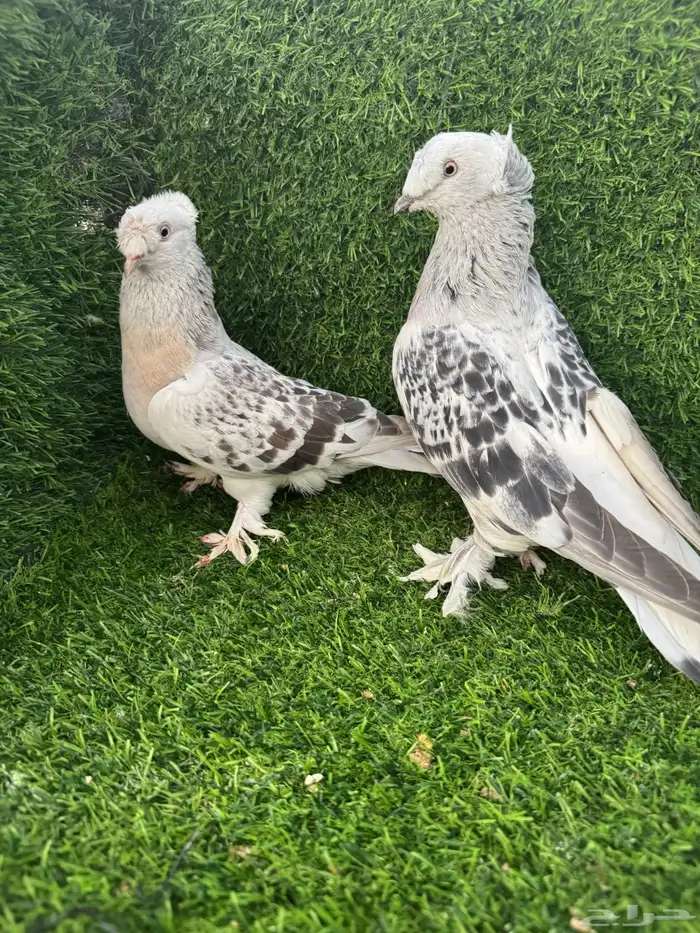 زوج تركي دبل كرست 5