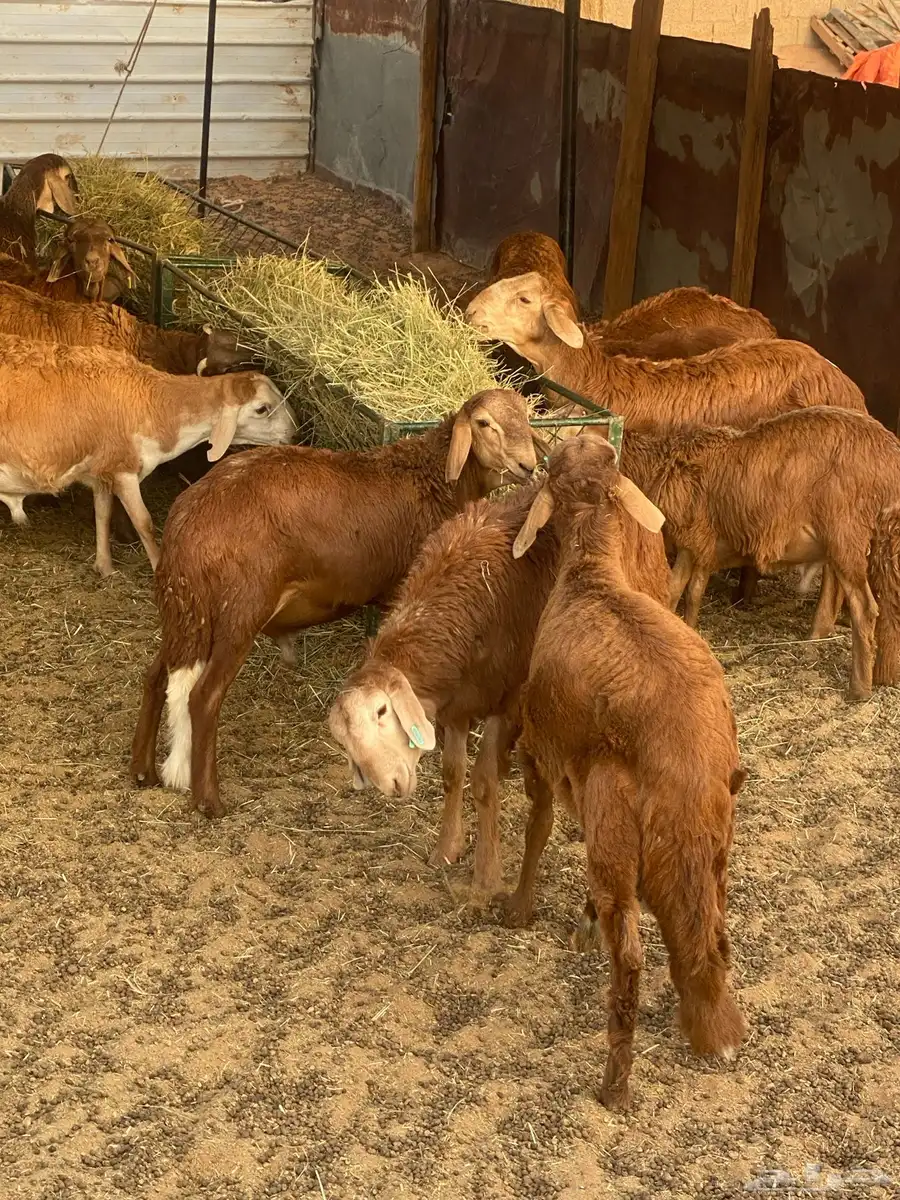 ذبائح سواكن 1