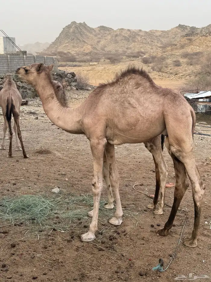 قعود وحسيل للبيع 1