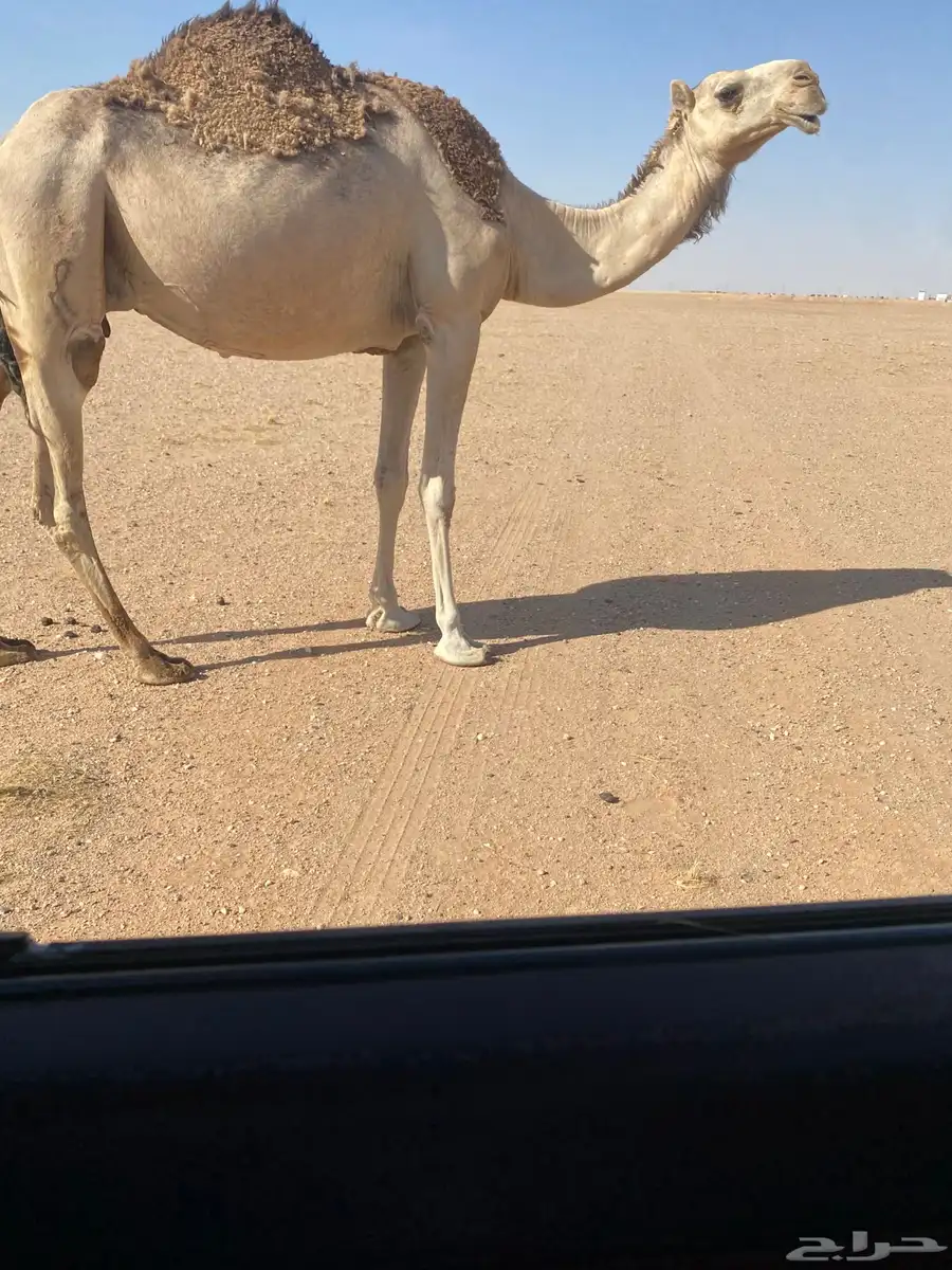 عشرا هديه 3