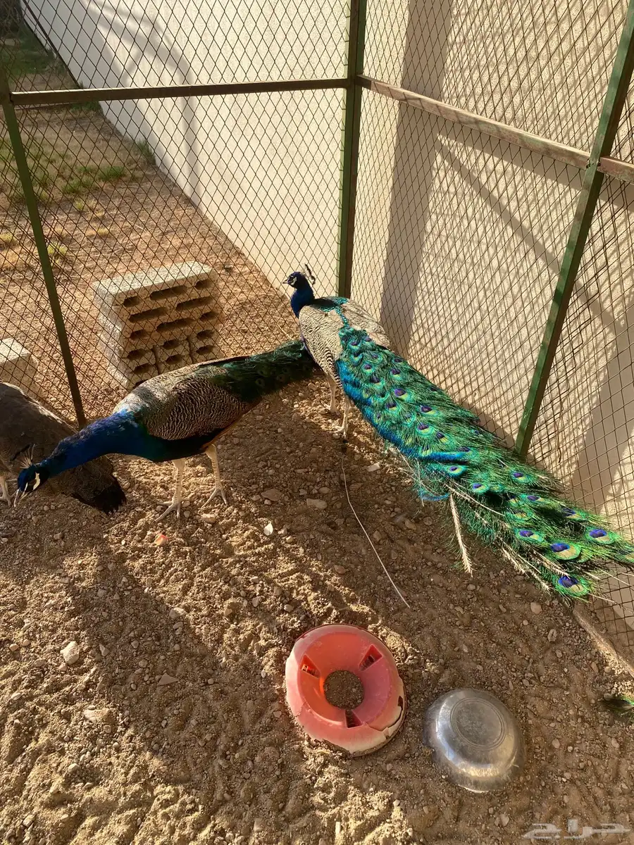 طاووس 2