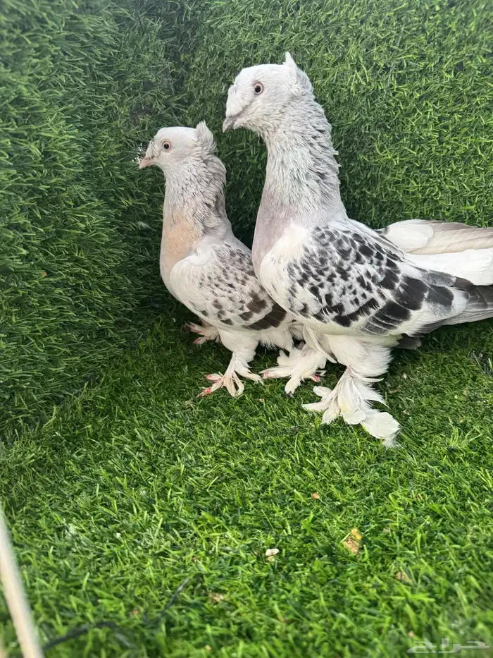 زوج تركي دبل كرست 2