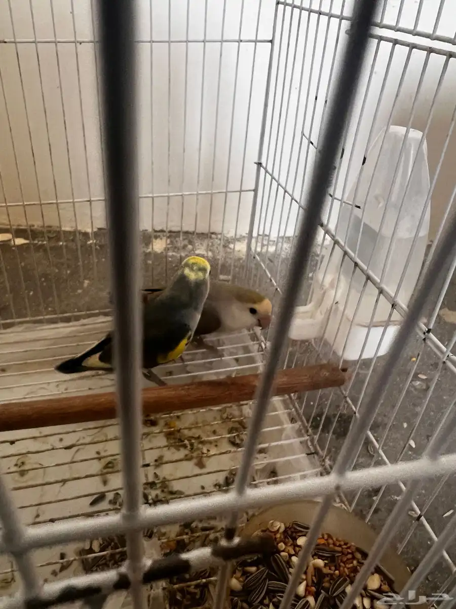 روز 5