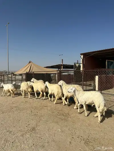 ذبائح مناسبات وثلاجه 0