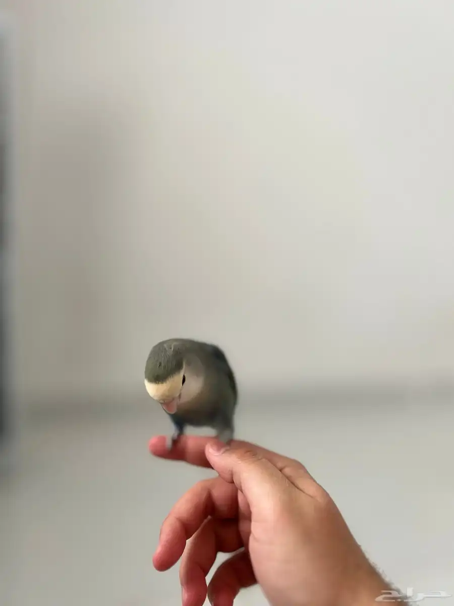 روز 2