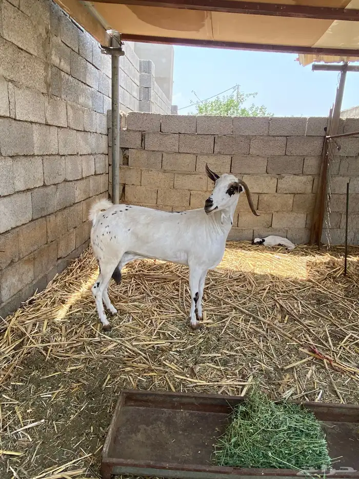 شاه بيشيه صنف 3