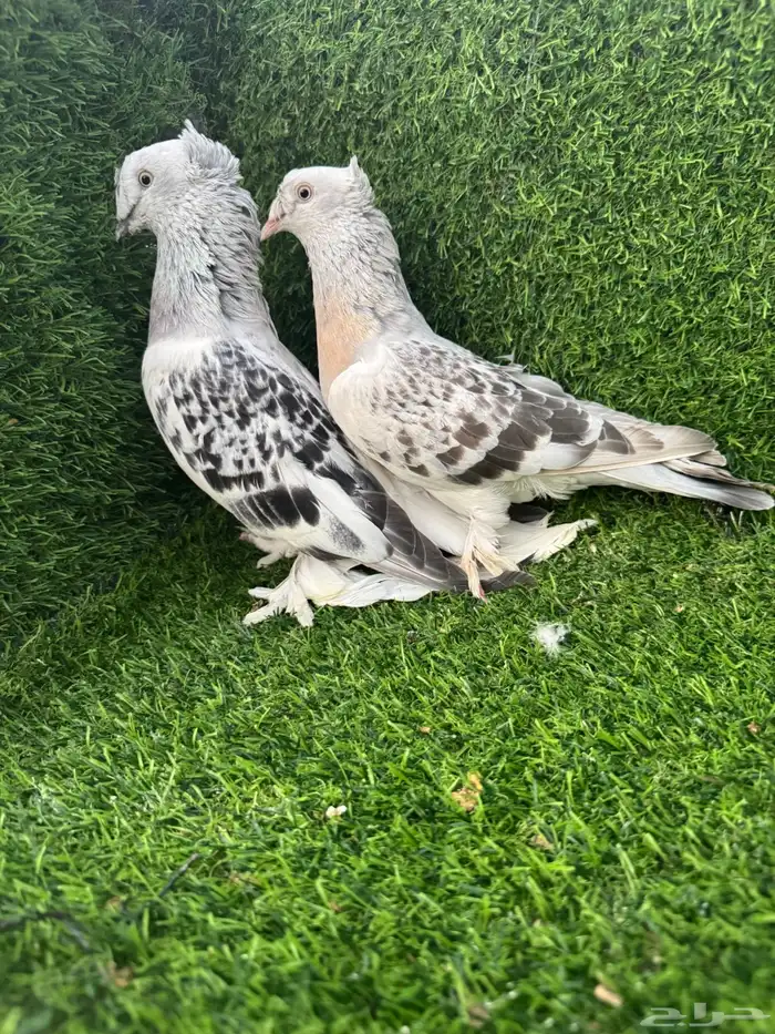 زوج تركي دبل كرست 7