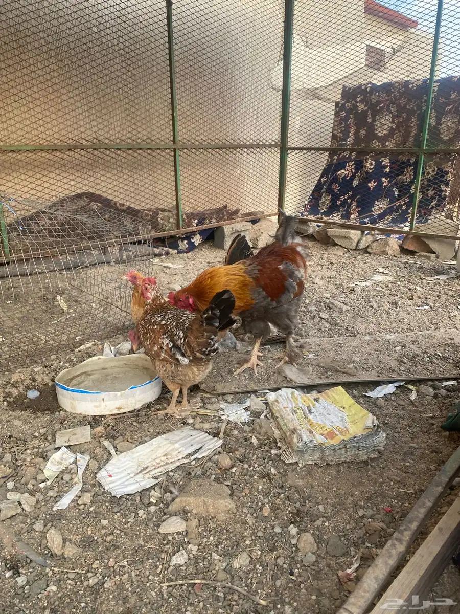 دجاج بلدي 1