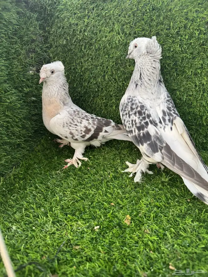 زوج تركي دبل كرست 0