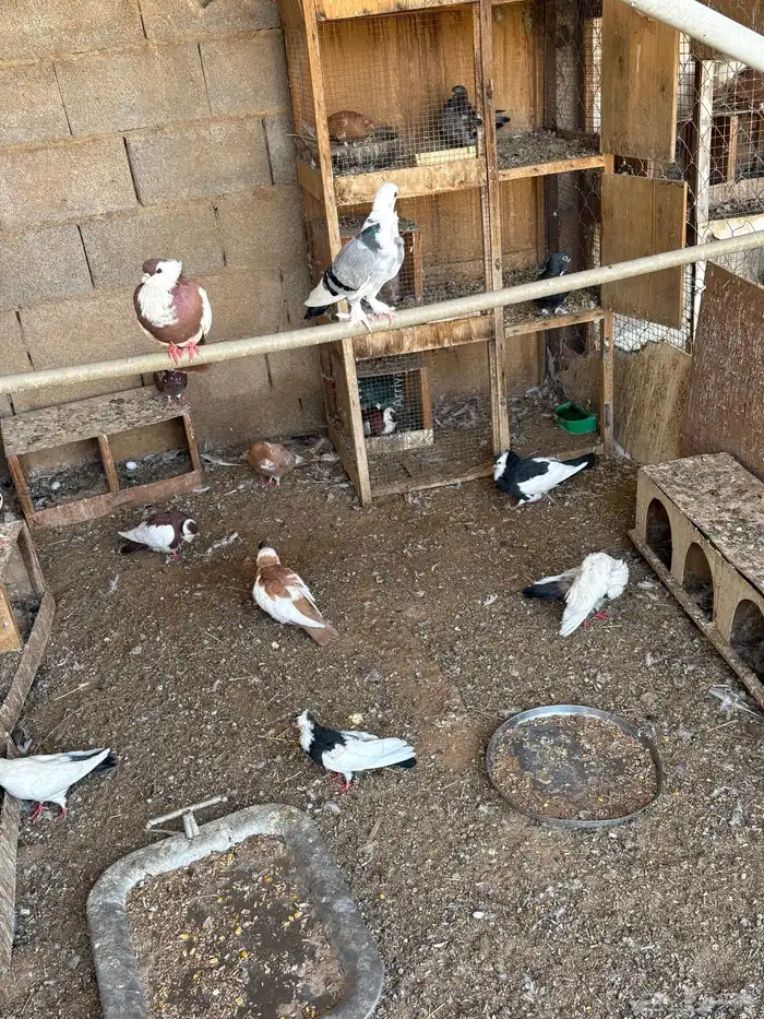 حمام زينه مشكل للبيع المستعجل 2