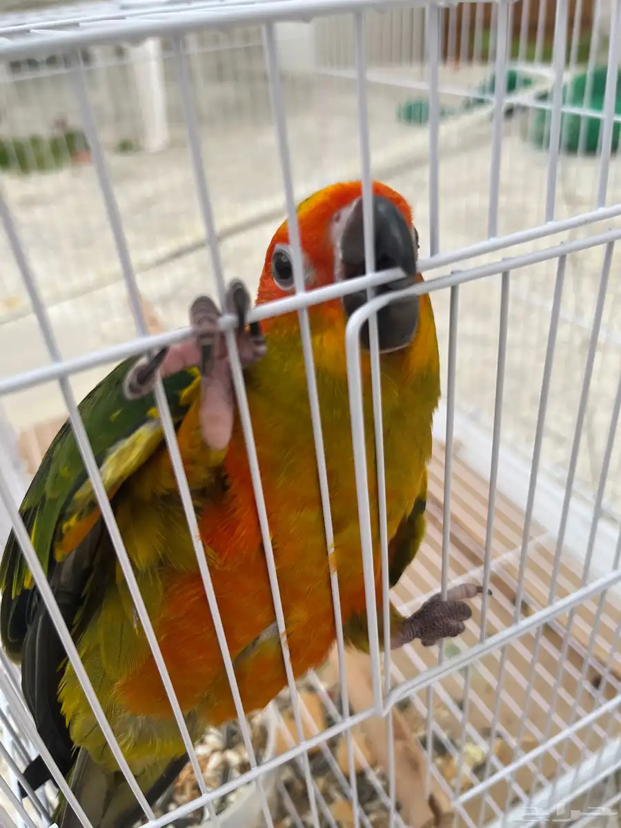 صن كنيور 3