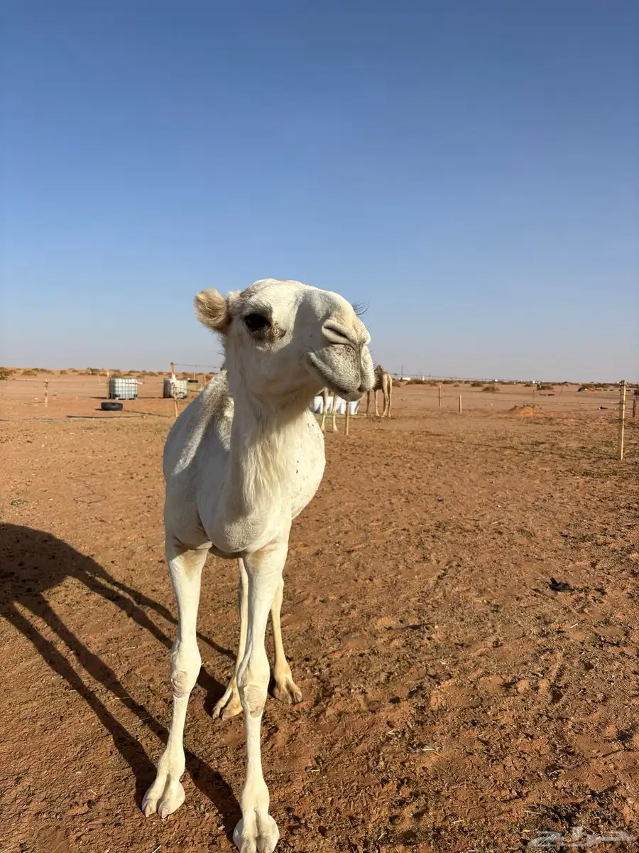 قعود طيب 0