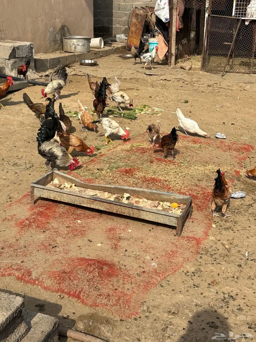 دجاج وديوك 1