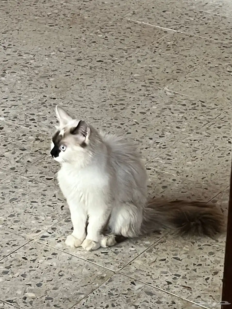 بسه ( بساس ) للبيع 1