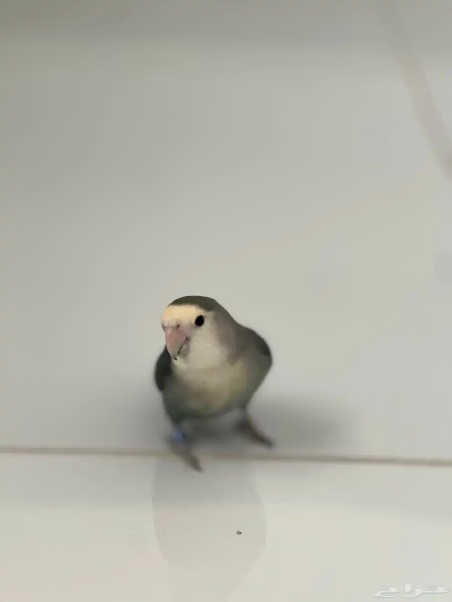روز 4