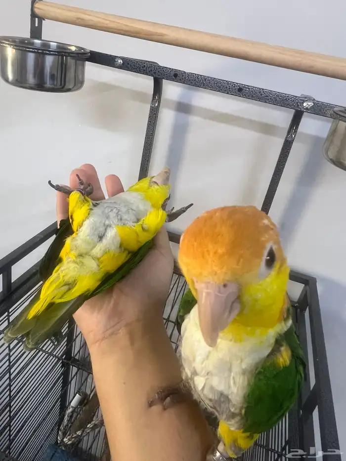 ببغاء كايك(تم البيع) 0