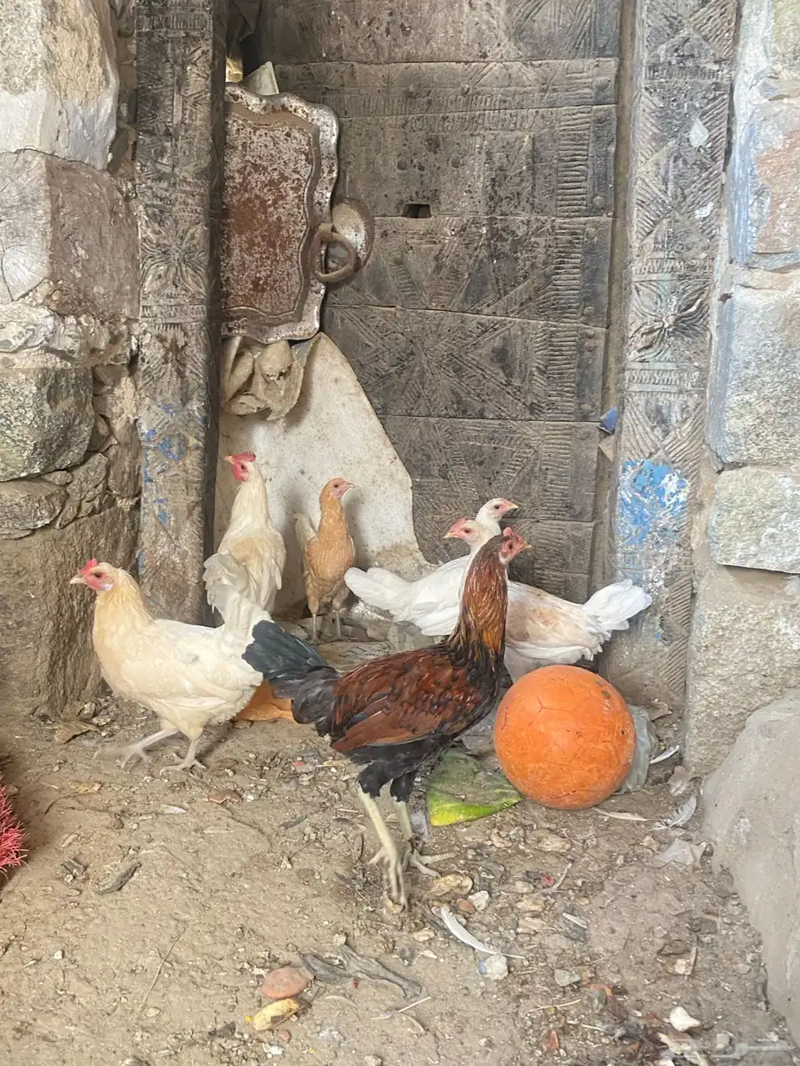 دجاج بلدي 3