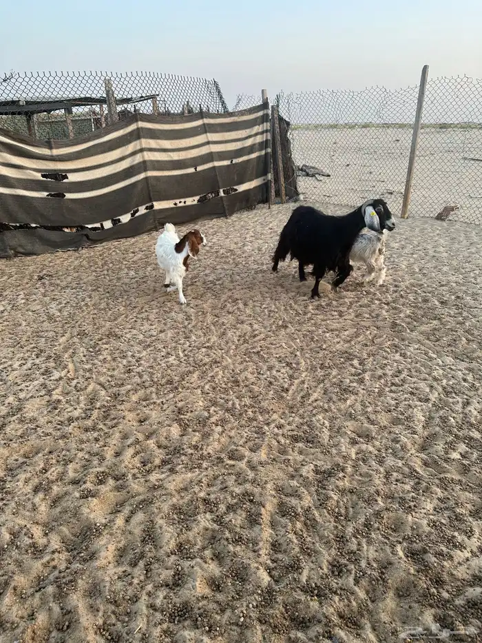 عنز عارضيه حدرها جفرتين 0