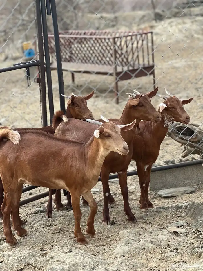 جفار دهم 1