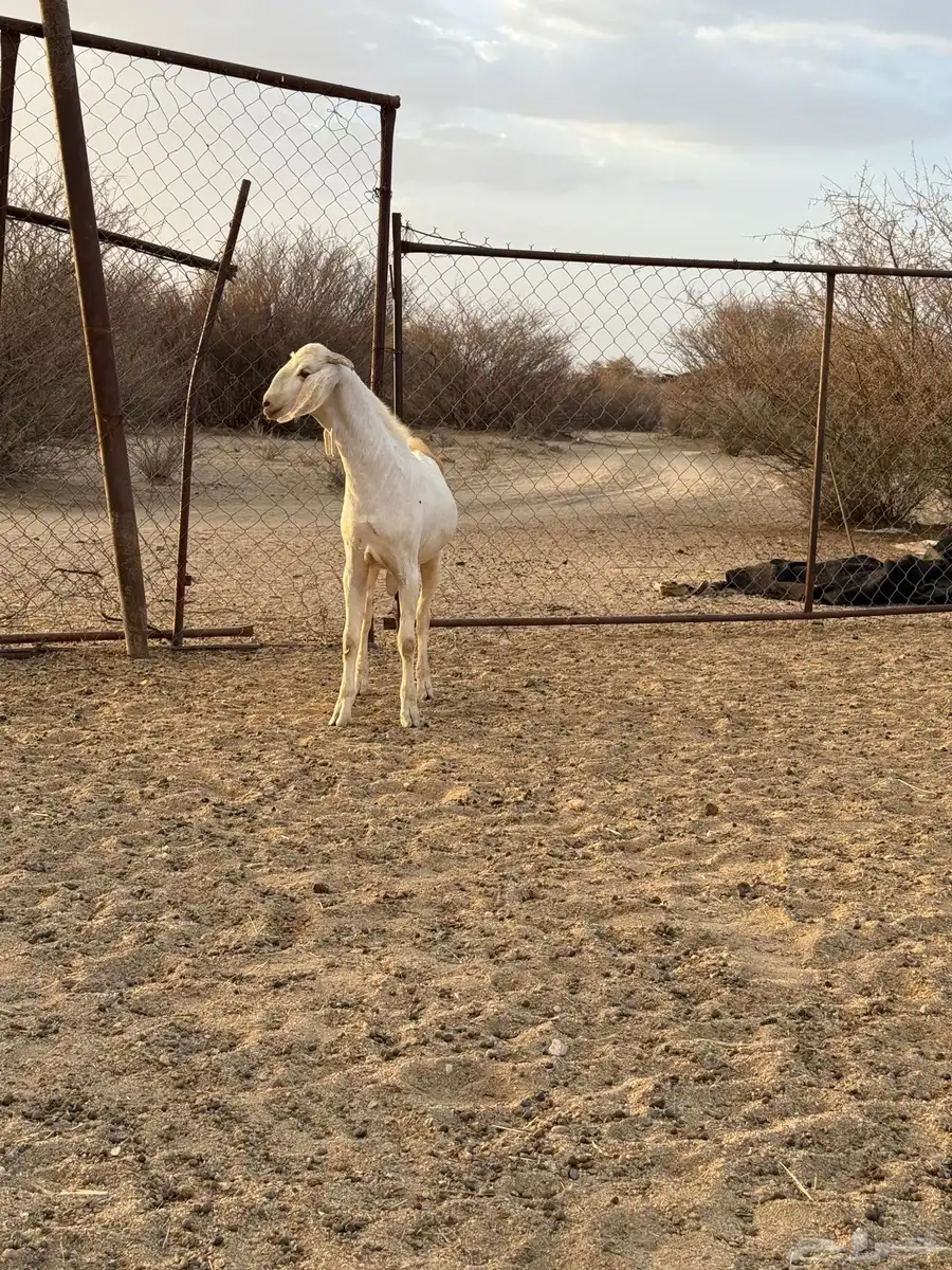 تيس بيشي مشروع فحل 1