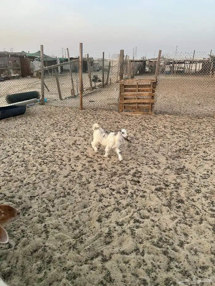 عنز عارضيه حدرها جفرتين 1