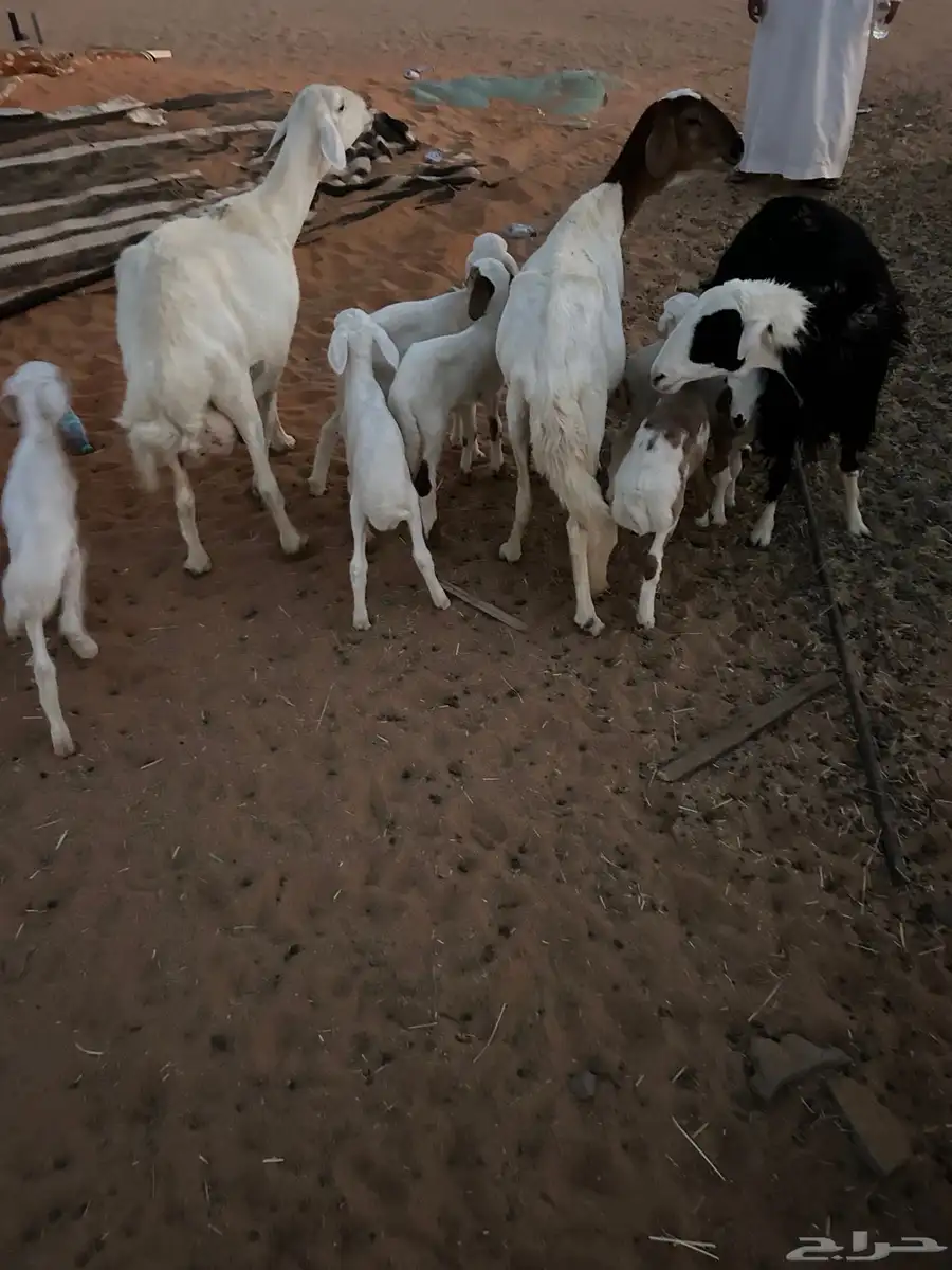 خلفات متاويم 3معهن6 0