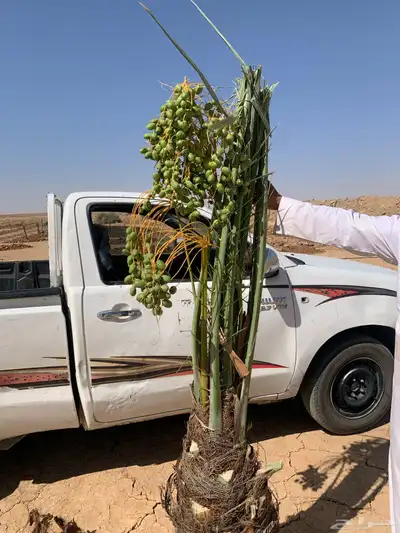 شبيبي حلوه خنيزي 0