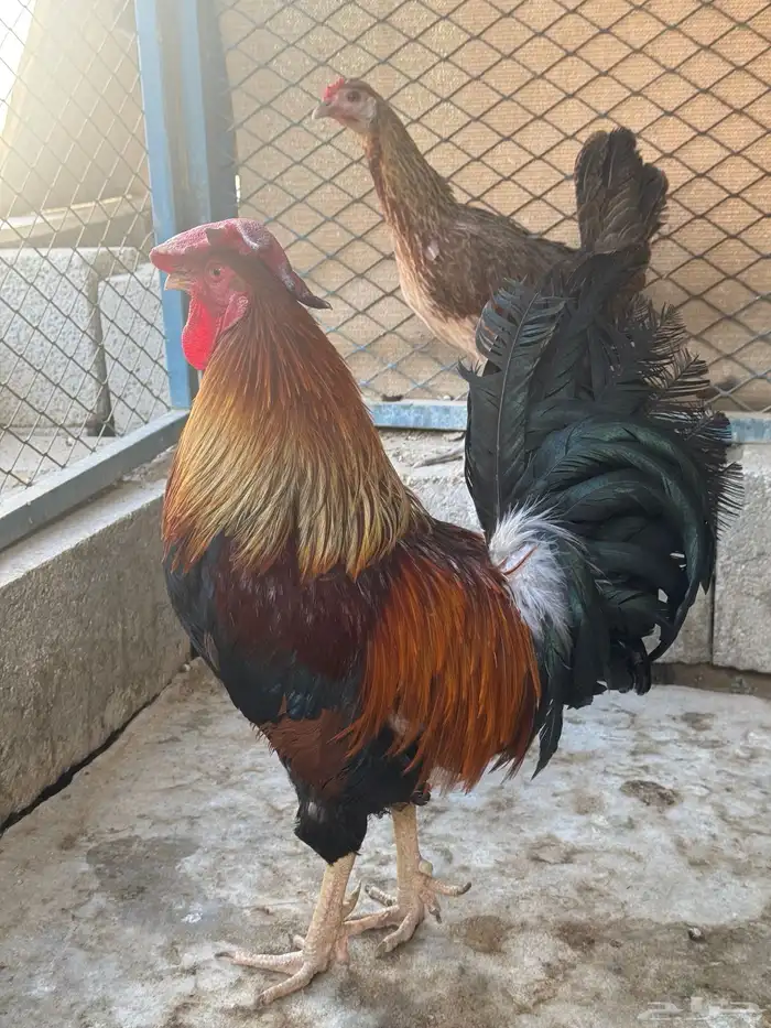 ديك فري انتاج تحضين جرم كبير 1