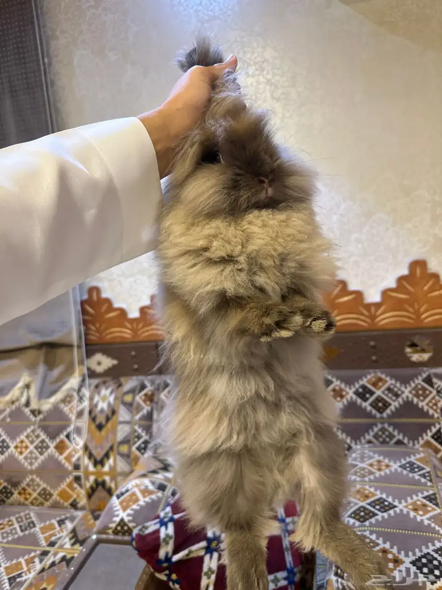أرنب راس الأسد 4