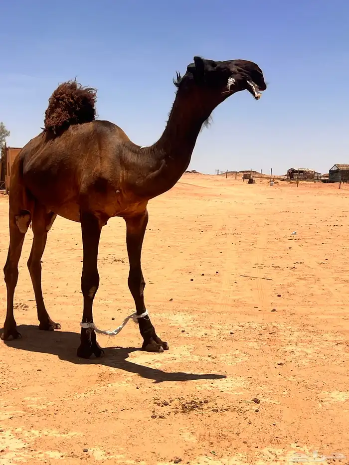 القصيم غرب بريده 1